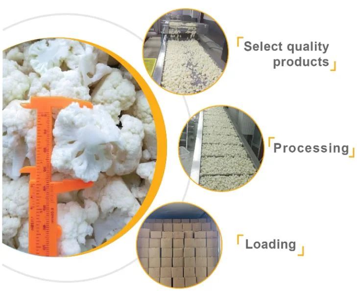 Wholesale IQF Processed Frozen Cauliflower