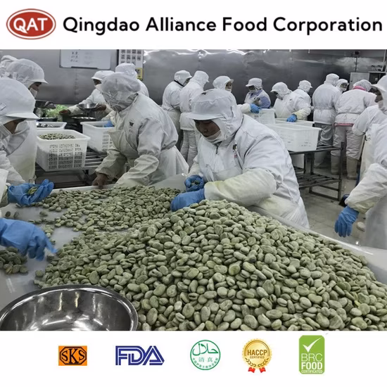 Halal Brc ISO Nuevo cultivo Congelado IQF Habas de color verde con precio de fábrica Granos de habas en paquete de cartón a granel Embalaje al por menor