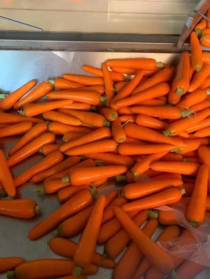 Tiras de Zanahoria y Verduras Congeladas Primera Calidad IQF