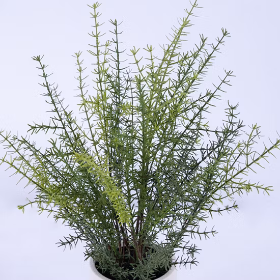 Bloque de espinaca de China Espinaca de hoja entera congelada con certificado Kosher