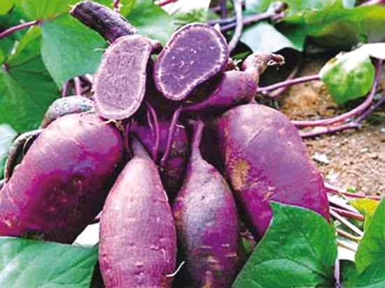 Batata/batata amarilla Alta calidad Vegetal fresco Congelado Batata Venta caliente Precio de fábrica